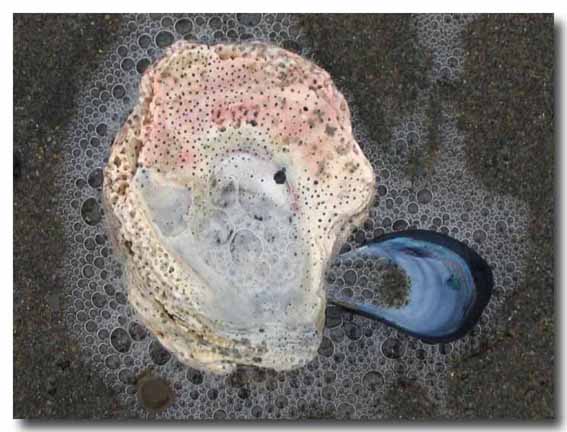 Ostia: alla ricerca di geometrie...